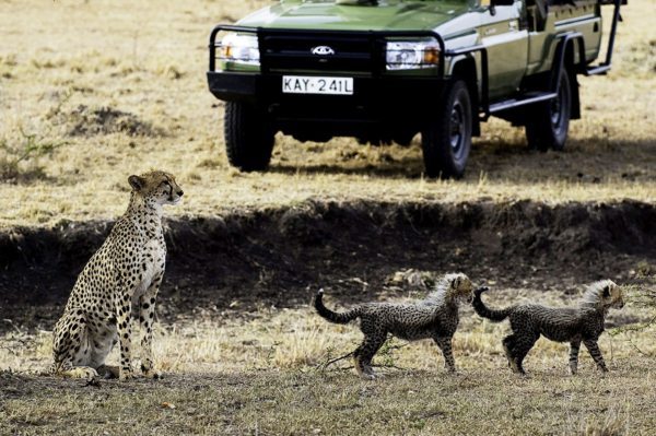 If you get really lucky you might spot a cheetah and her cubs while on a game drive from Mara Plains Camp.