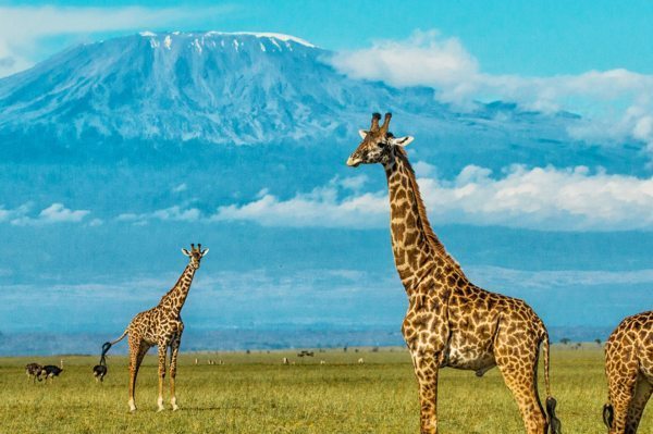The wildlife of on a Chyulu Hills safari is presided over by Africa’s towering icon, Mount Kilimanjaro.