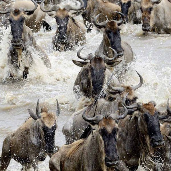 The Wildebeest migration crossing the Mara river running to river bank