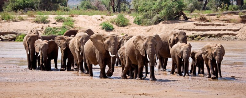 Samburu elephant safari | There are 66 elephant groups that live in Samburu National Reserve and its surrounding ecosystems.