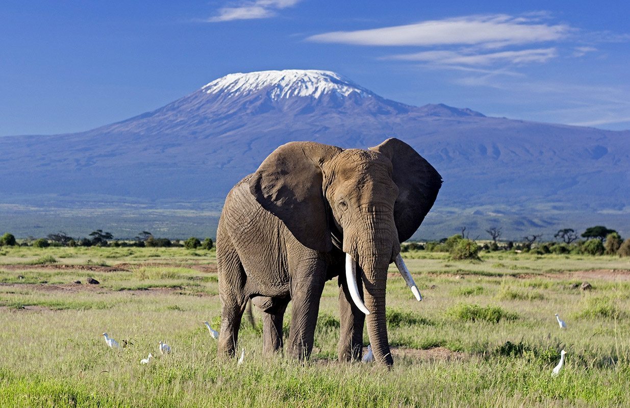 Experience An Elephant Safari In Amboseli Kenya Art Of Safari Experience An Elephant Safari In Amboseli Kenya Art Of Safari