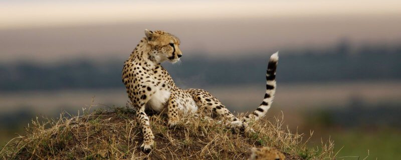 The Masai Mara is home to cheetah, like this one that's relaxing on a termite mound.