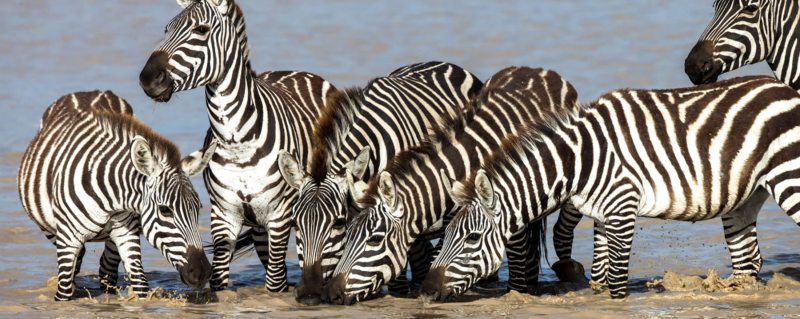 Wildlife, like zebra, drink at the river near Klein’s Camp.