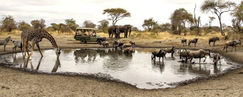 What a sight – zebra, giraffe, elephant and wildebeest all at one waterhole near Little Chem Chem!