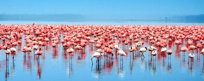 Flamingo safari | A flock of flamingo gather on Lake Nakuru.