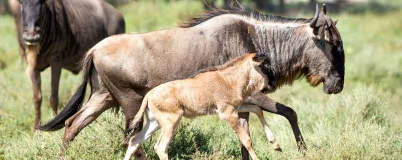 Wildebeest calving | A white-bearded wildebeest runs with her newborn calf.