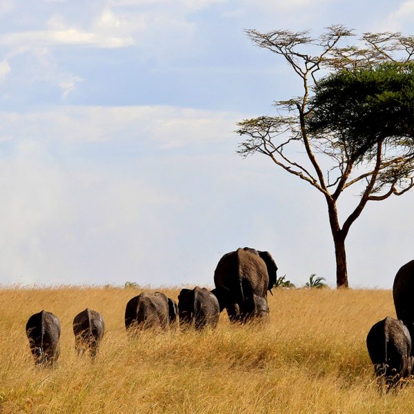 You too can embark on a Serengeti walking safari like these elephant.