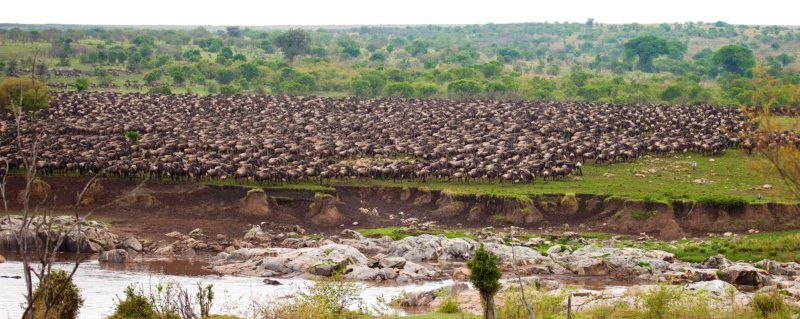The Great Wildebeest Migration masses for the Grumeti River crossing in the Serengeti.