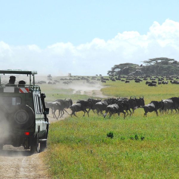 Wildebeest Calving | Best Tanzania Safari Experiences | Art Of Safari