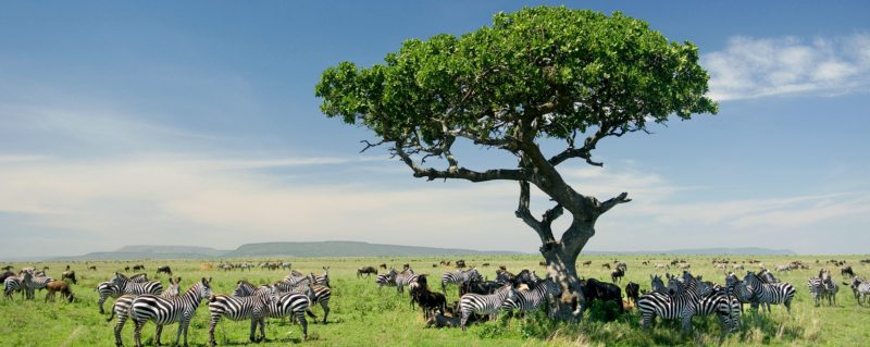 Tanzania is the perfect stage for both epic natural events and intimate shared moments.