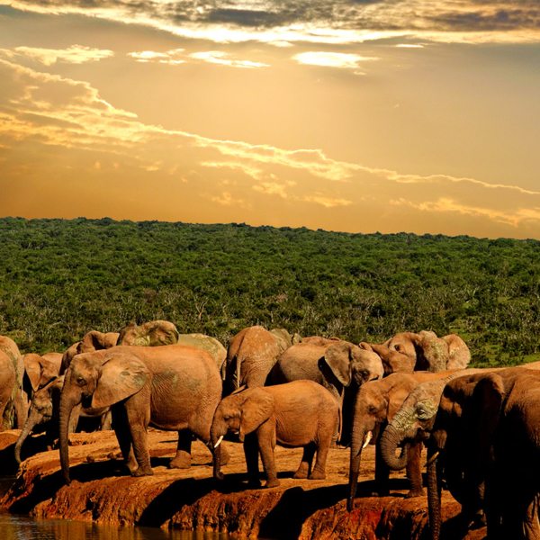 Addo Elephant National Park is home to more than 600 elephant.