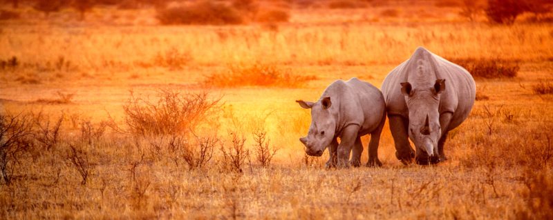 Rhino tracking | The white rhino, found in Phinda Private Game Reserve, is strictly a grazer.