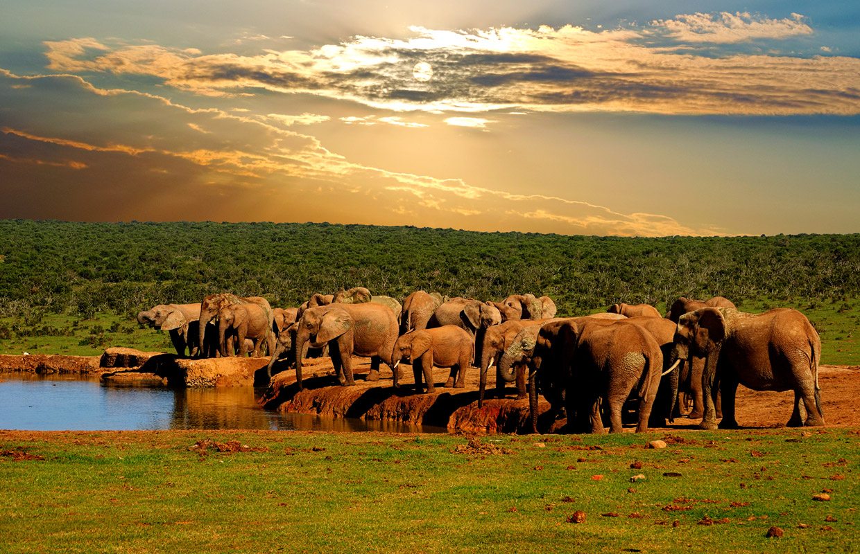 park safari elephants