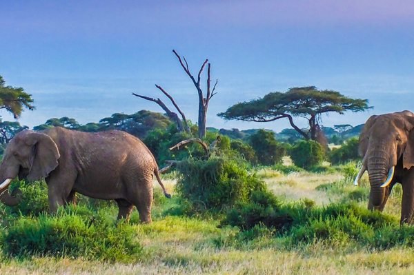 Africa's Best Virtual Safaris [Best Live Streaming Options]