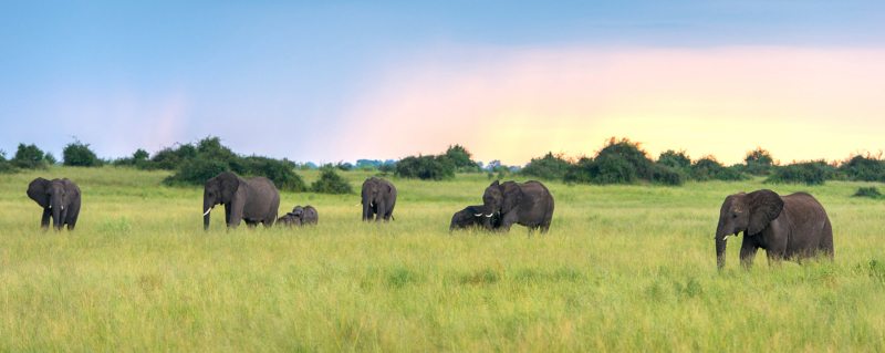 Botswana has the highest elephant population in Africa.