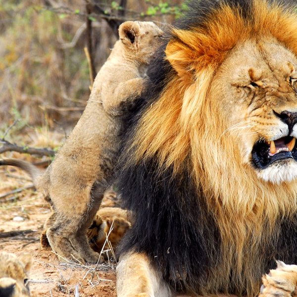The Kalahari lion can be recognised by its black mane.