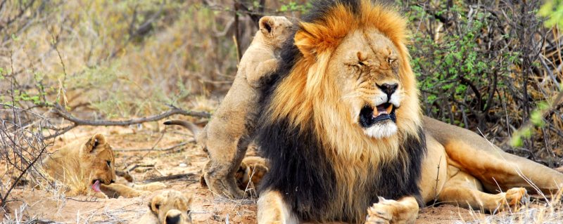 The Kalahari lion can be recognised by its black mane.