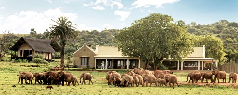 Addo Elephant National Park is said to be home to the densest elephant population on earth.