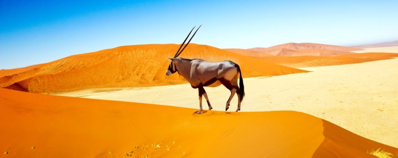 Seeing a majestic oryx wandering the dunes is an iconic sight in Namibia.
