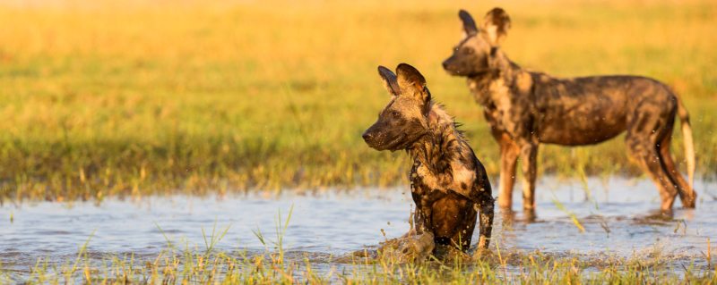 A luxury Mana Pools safari gives you the chance to see wild dog.