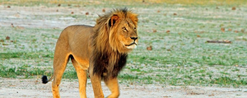 luxury zimbabwe safari experiences offer a multitude of iconic safari experiences, like seeing big cats.