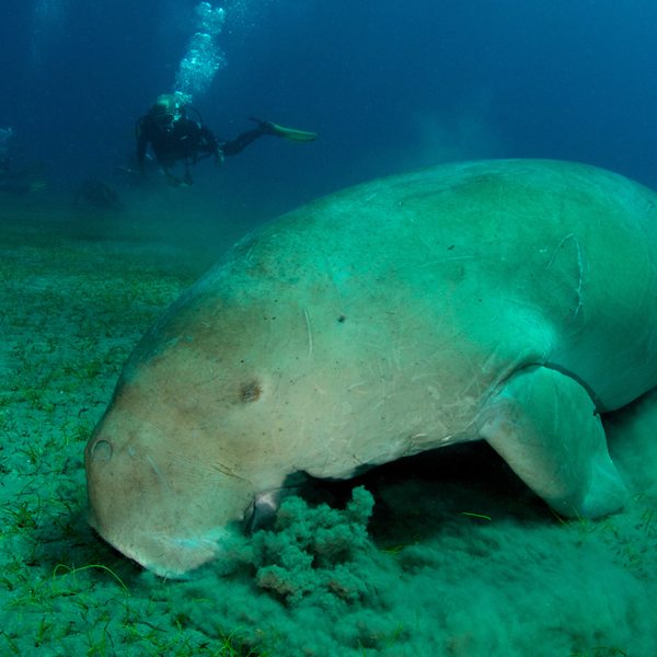 Scuba diving with Dugong on safari in Mozambique