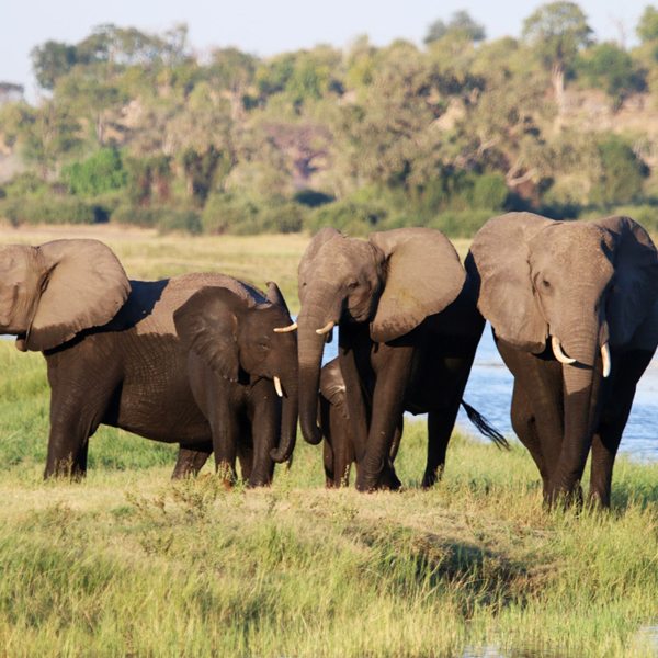 african safari october