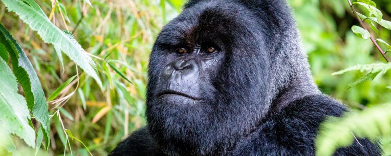Gorilla trekking Bwindi | The silverback is named for the silvery grey hairs that grow when the male matures.