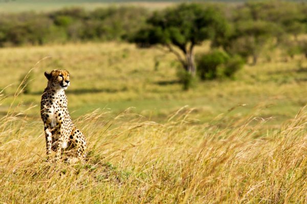 Best African Safari Experiences, Lodges & Itineraries [Tailor-Made Safaris]