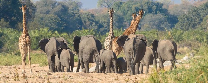 Special Offers African Safari Special Offers Travel Deals