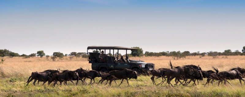 Drive next to cantering wildebeest during the migration in Zambia.