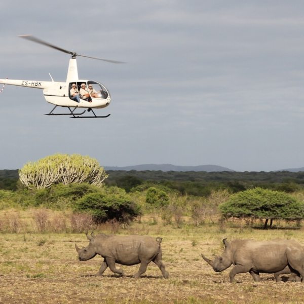 Rhinos Without Borders | Art Of Safari