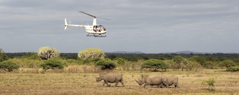 Rhinos Without Borders | Art Of Safari