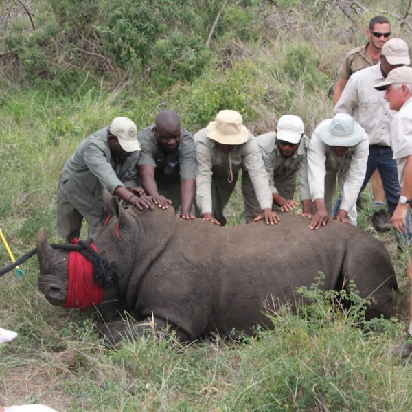 Rhinos Without Borders | Art Of Safari