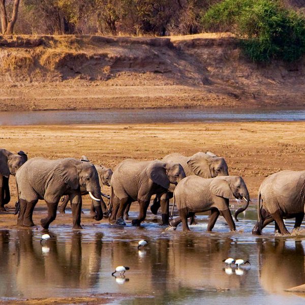 A luxury South Luangwa safari is typified by the scene of elephant crossing the Luangwa River.