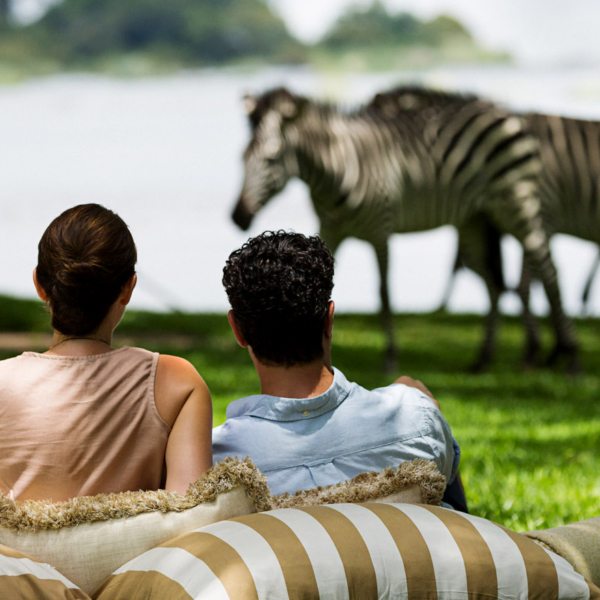 Zebra come right on to The Royal Livingstone’s lawns on your honeymoon safari
