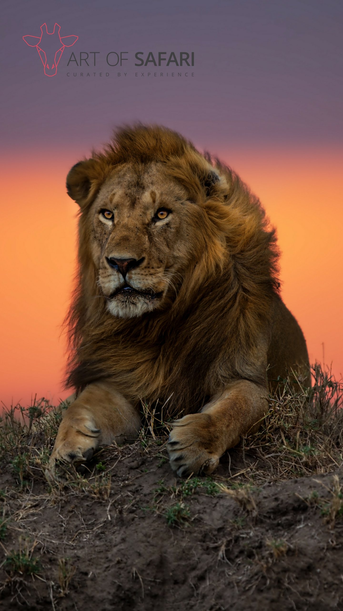 A Lion At Sunset Art Of Safari