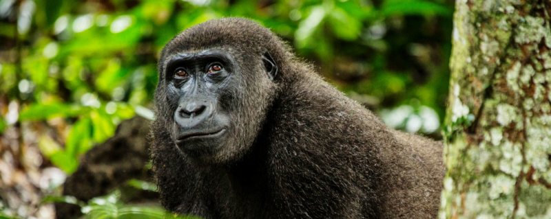 The gorilla you'll see when Congo gorilla trekking are habituated, but still wild. © Odzala Discovery Camps