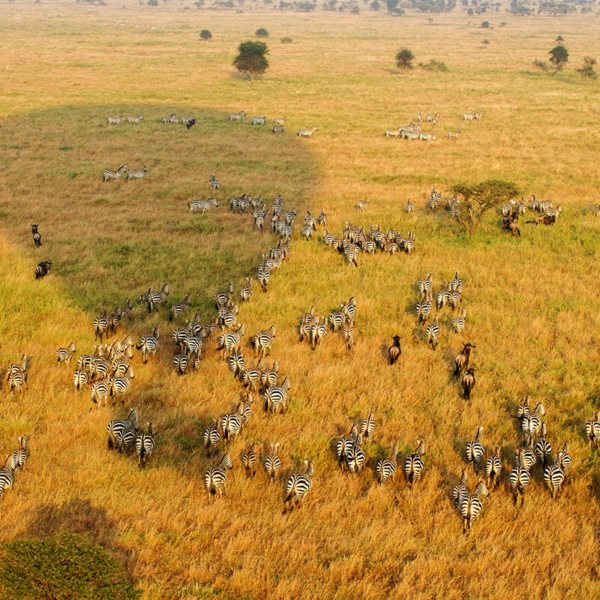 African Safari January 2023 [Best Locations & Experiences]