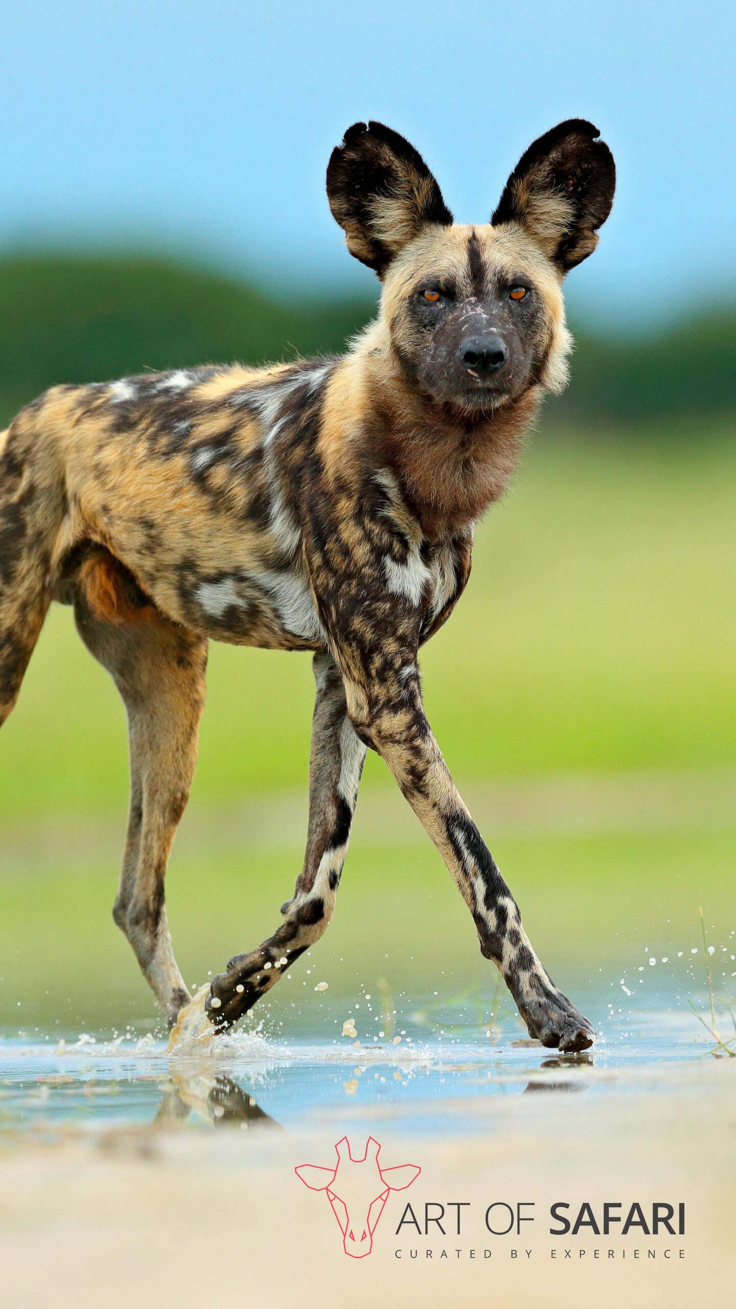 Wallpaper | An African Wild Dog Jogging Through A Puddle | Art Of Safari