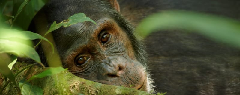 Uganda | Chimpanzee
