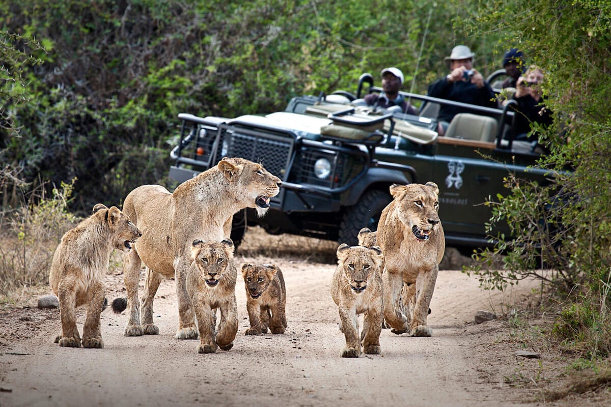 Best Time South Africa Safari Seasons
