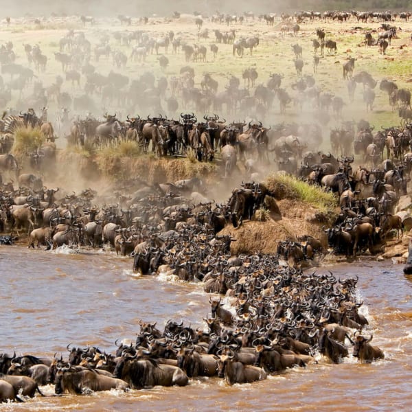 The vanguard of Africa’s wildebeest migration arrives in the Masai Mara in late July. © Mara Intrepids Tented Camp
