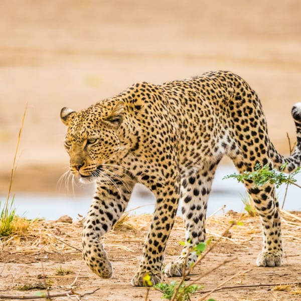 Best places to see leopards in Africa on safari - Lonely Planet